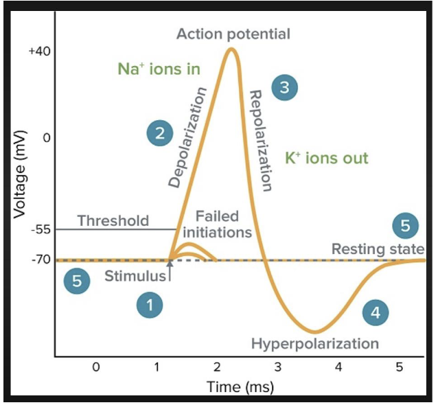 <ol><li><p>stimulus reaches threshold voltage (typically -50-55 mV)</p></li><li><p>depolarization (Na+ ions in)</p></li><li><p>repolarization (K+ ions out)</p></li><li><p>hyperpolarization</p></li><li><p>resting state</p></li></ol><p></p>