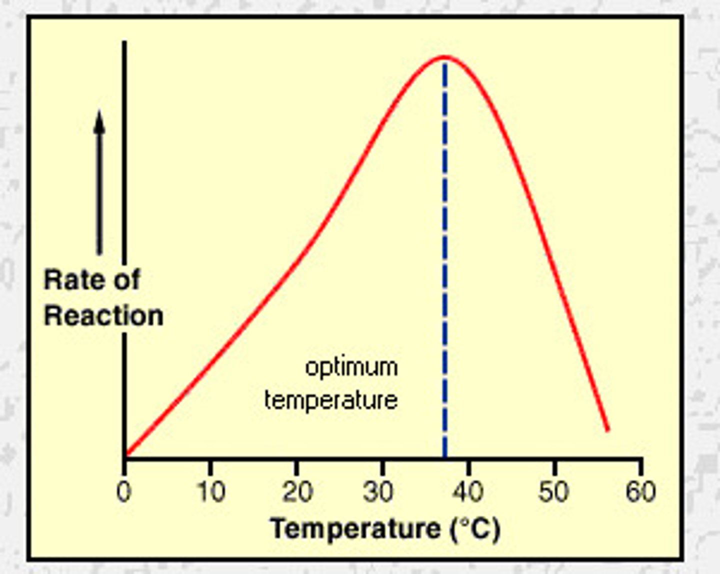 <p>-high kinetic energy<br>-causes AA in polypeptide chain to vibrate<br>-breaks H and ionic bonds between R groups<br>-tertiary structure is lost<br>-Active site no longer specific to substrate<br>-no esc form, enzyme is denatured</p>