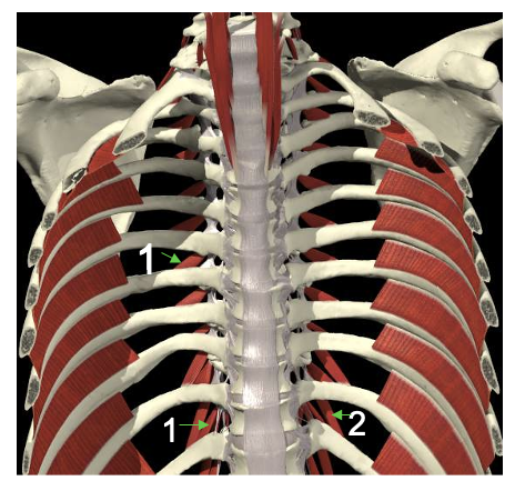 <p>Welke spier? Proximale en distale aanhechting? Innervatie? Functie?</p>