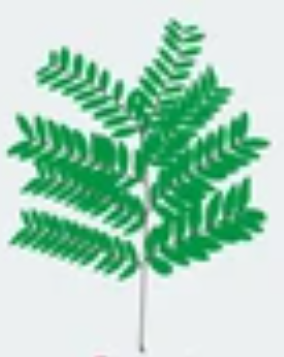 <p>leaf complexity</p>