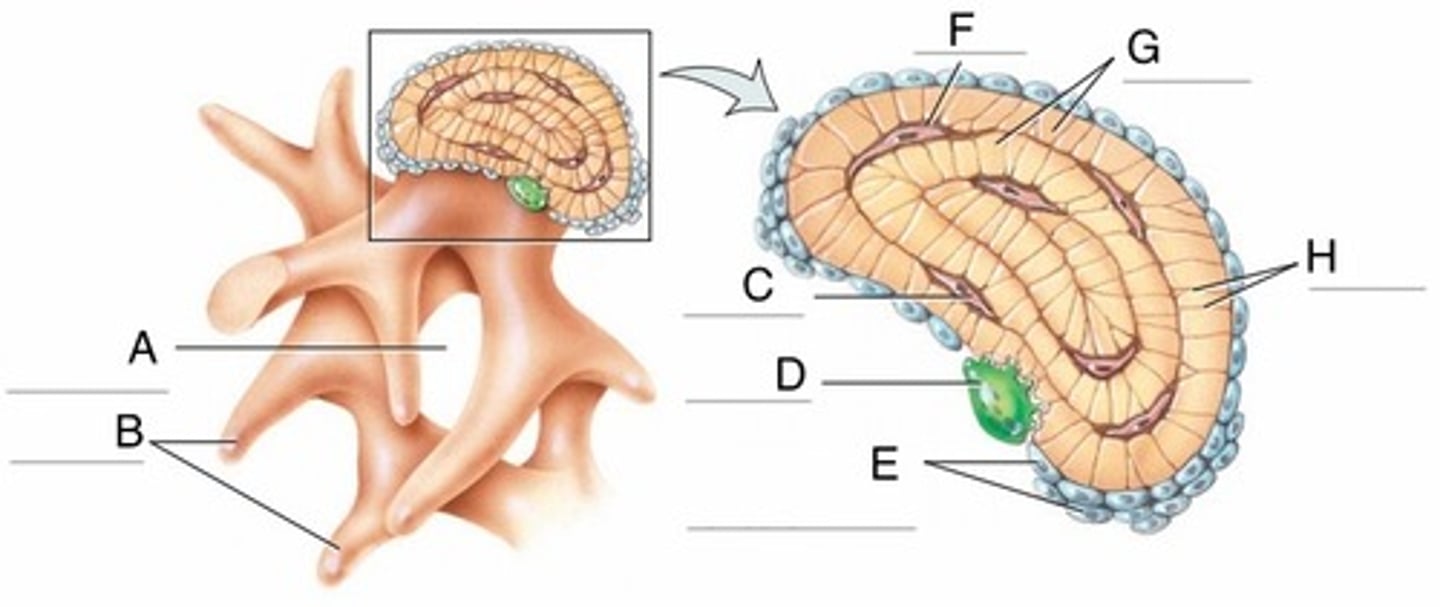 <p>Bone destroying cells; KILLS</p>