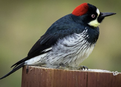 <ul><li><p>red cap</p></li><li><p>yellow-white face markings</p></li><li><p>black back</p></li><li><p>white wing patches</p><ul><li><p>store acorns in trees</p></li></ul></li></ul><p></p>
