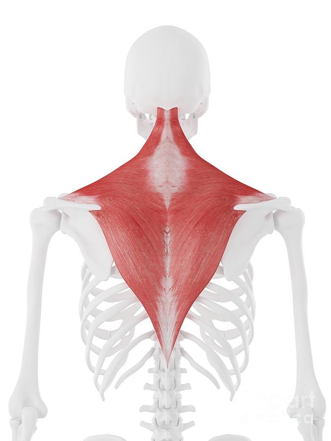 <p>Which term best describes the shape of the muscle shown here?</p>