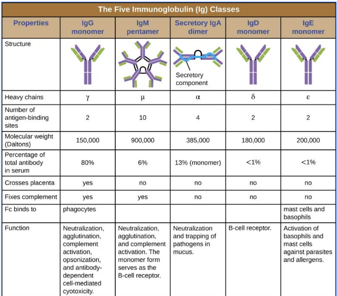 <p><strong>"GAMED"</strong>&nbsp;– The 5 antibody types</p><ul><li><p class=""><strong>G</strong>&nbsp;– IgG, <strong>A</strong>&nbsp;– IgA, <strong>M</strong>&nbsp;– IgM, <strong>E</strong>&nbsp;– IgE, <strong>D</strong>&nbsp;– IgD</p></li></ul><p><span data-name="brain" data-type="emoji">🧠</span>&nbsp;<strong>IgG</strong>&nbsp;– "<strong>G</strong>reatest amount"</p><ul><li><p class=""><strong>Mnemonic:</strong>&nbsp;<strong>"G = General-purpose"</strong></p></li><li><p class="">Most abundant (80%)</p></li><li><p class="">Crosses placenta</p></li><li><p class="">Does everything: Neutralization, opsonization, complement, etc.</p></li></ul><p><span data-name="brain" data-type="emoji">🧠</span>&nbsp;<strong>IgA</strong>&nbsp;– "<strong>A</strong>irways and mucosa"</p><ul><li><p class=""><strong>Mnemonic:</strong>&nbsp;<strong>"A = sAliva, teArs, mucosA"</strong></p></li><li><p class="">Secretory dimer, traps pathogens in mucus</p></li><li><p class="">Found in mucosal surfaces (GI, respiratory)</p></li></ul><p><span data-name="brain" data-type="emoji">🧠</span>&nbsp;<strong>IgM</strong>&nbsp;– "<strong>M</strong>assive first responder"</p><ul><li><p class=""><strong>Mnemonic:</strong>&nbsp;<strong>"M = Mega pentamer, Main early antibody"</strong></p></li><li><p class="">Largest (pentamer), 10 binding sites</p></li><li><p class="">First made in response</p></li><li><p class="">Strong in agglutination and complement</p></li></ul><p><span data-name="brain" data-type="emoji">🧠</span>&nbsp;<strong>IgE</strong>&nbsp;– "<strong>E</strong>osinophils &amp; allergy"</p><ul><li><p class=""><strong>Mnemonic:</strong>&nbsp;<strong>"E = Explode in allergies"</strong></p></li><li><p class="">Binds to&nbsp;<strong>mast cells &amp; basophils</strong></p></li><li><p class="">Triggers allergic reactions &amp; fights parasites</p></li></ul><p><span data-name="brain" data-type="emoji">🧠</span>&nbsp;<strong>IgD</strong>&nbsp;– "<strong>D</strong>on't know much"</p><ul><li><p class=""><strong>Mnemonic:</strong>&nbsp;<strong>"D = Dumb mystery receptor"</strong></p></li><li><p class="">Low quantity, role unclear</p></li><li><p class="">Functions mainly as&nbsp;<strong>B-cell receptor</strong></p></li></ul><p></p>