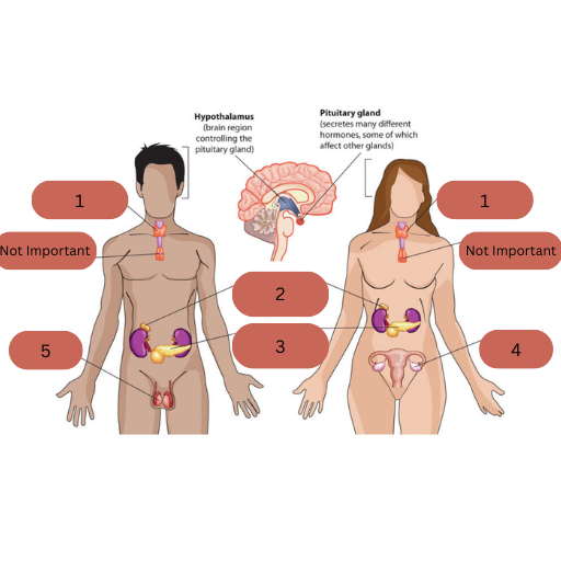 <p>This is the main endocrine system. Name labels 1-5, state the hormone each gland secretes and why </p>
