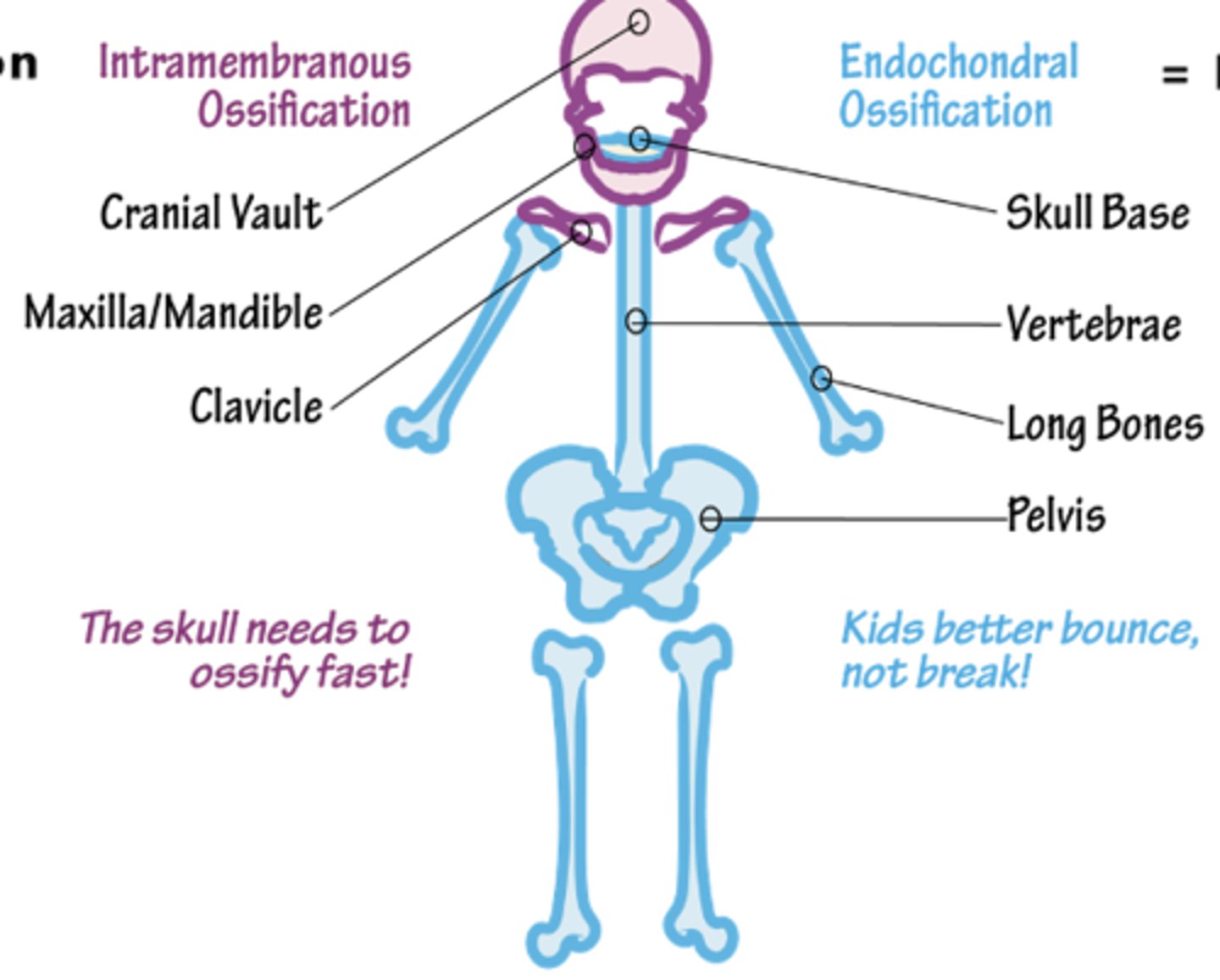 <p>Endochondral (cartilage → bone, most bones), Intramembranous (flat bones, clavicle)</p>