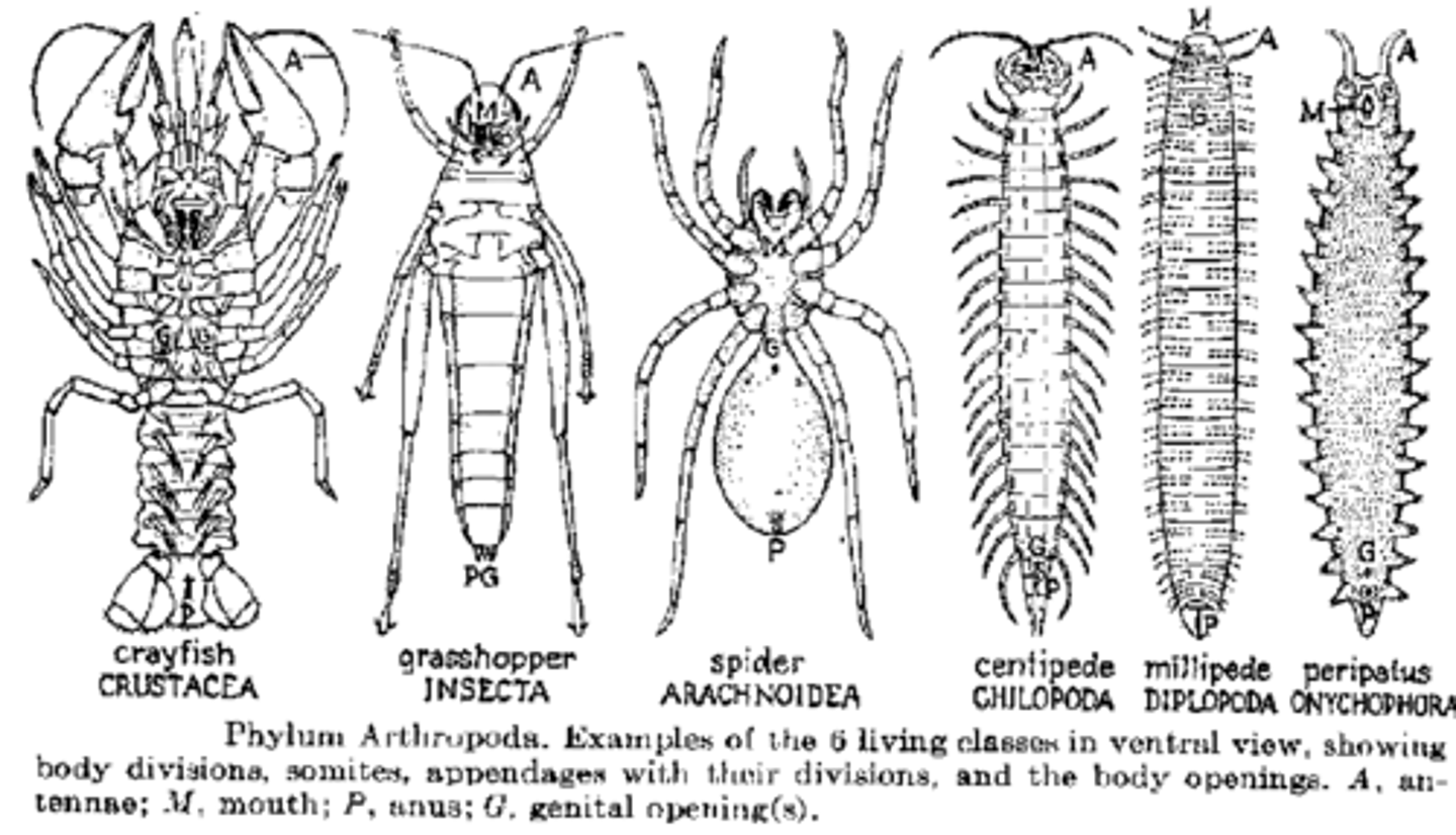 <p>Phylum including insects (bees &amp; grasshoppers), arachnids (spiders &amp; scorpions), crustaceans (shrimp), etc.</p><p>Known for jointed appendages for specialized function in locomotion and feeding, segmentation, and a chitinous exoskeleton</p>