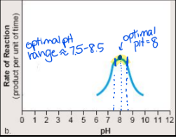 <p>1) pH: each enzyme works optimally in a preferred pH range</p><ul><li><p><strong>if  pH is out of range </strong>(too high or too low) the <strong>enzyme denatures</strong></p></li><li><p><strong>Denaturing:</strong> loss of normal shape + ability to form an enzyme/substrate complex</p><p></p></li></ul><p></p>