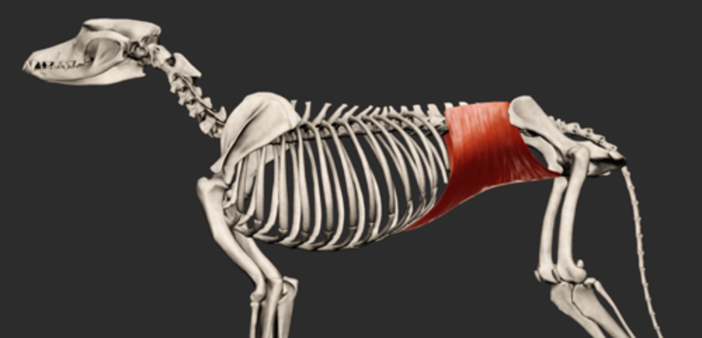 <p>Abdominal cavity muscles:</p><p>Origin: tuber coxae, thoracolumbar fascia</p><p>Insertion: costal arch, linea alba, prepubic tendon</p>