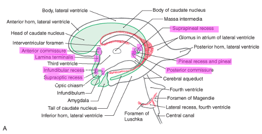 <ul><li><p>supraoptic</p></li><li><p>infundibular</p></li><li><p>suprapineal</p></li><li><p>lamina terminalis </p></li><li><p>anterior and posterior commissures </p></li></ul><p></p>