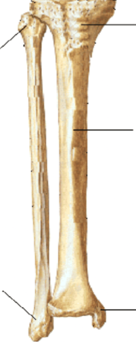 <p>tibia and the fibula were the head of the fibula is on the upper left side</p>