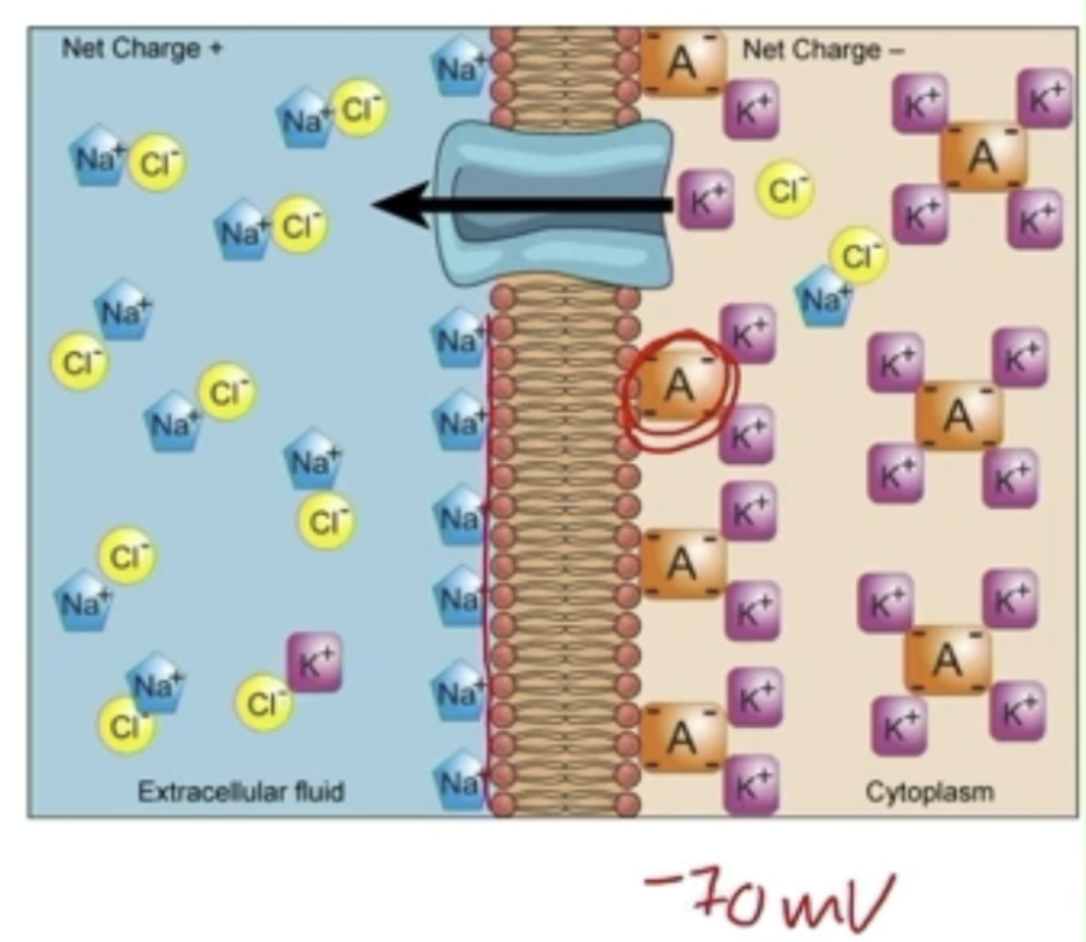 <ul><li><p>-70 mV</p></li><li><p>Actively maintained, dynamic equilibrium; Net flux =0, so equal ion movement in and out</p></li></ul><p></p><p>Factors that contribute</p><ul><li><p>Distribution of ions near plasma membrane</p><ul><li><p>More (+) on outside, more (-) inside - especially large, impermeable anions</p></li></ul></li><li><p><mark data-color="yellow" style="background-color: yellow; color: inherit;">Na/K Pump</mark></p><ul><li><p>3 Na out, 2 K in (will make inside more negative)</p></li><li><p>Direct effect - between -2 and -5 mV</p></li><li><p>Indirect effect - maintains ionic gradients by active transport, drives current through leaky channels</p></li></ul></li><li><p><mark data-color="yellow" style="background-color: yellow; color: inherit;">Leaky channels</mark> - Predominant determinant of RMP</p></li></ul><p></p><p>*<span style="color: blue;">Active transport maintains concentration gradients in resting neurons</span></p><p></p>