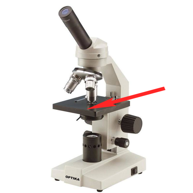 <p>Where is this in the microscope?</p>