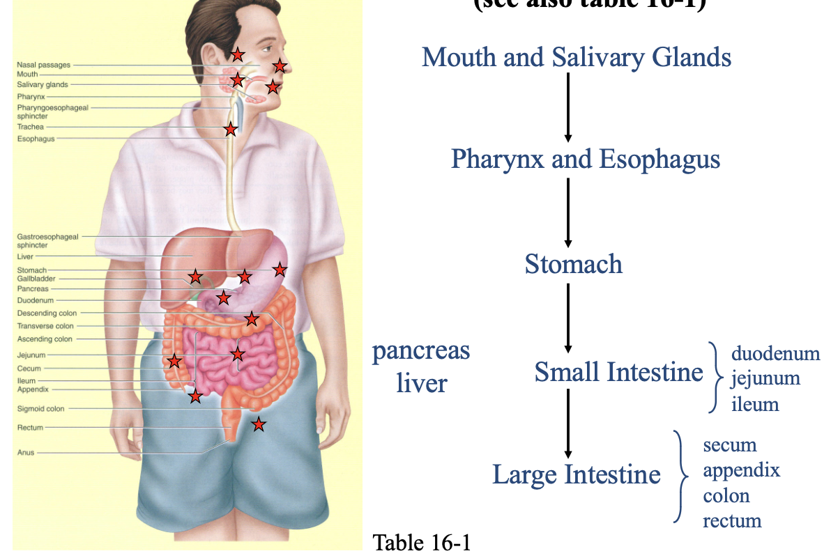 <ol><li><p>mouth and salivary glands</p></li><li><p>pharynx and esophagus</p></li><li><p>stomach</p></li><li><p>small intestine</p></li><li><p>large intestine</p></li></ol><p></p>