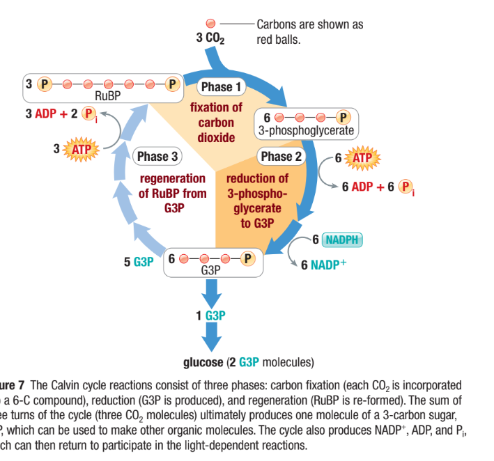 <ul><li><p><span>Production of G3P is goal of photosynthesis&nbsp;</span></p></li><li><p><span>A total of 9 ATP and 6 NADPH are needed to make 1 G3P’s which exits the cycle </span></p></li><li><p><span>2 G3P’s must exit the cycle to produce 1 glucose</span></p></li></ul><p></p>