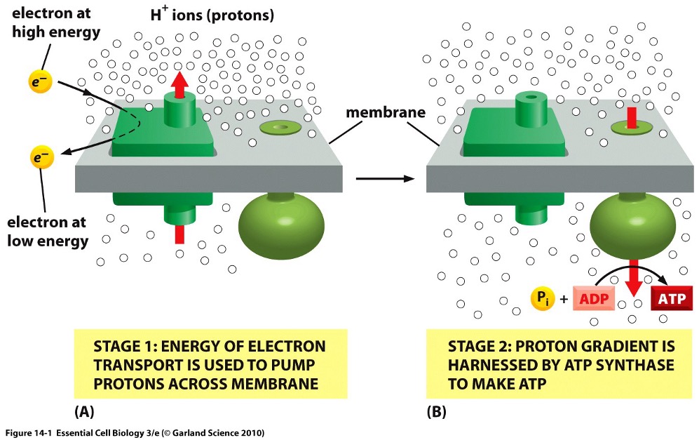 <p>Energy of an electron can be harnessed…</p>