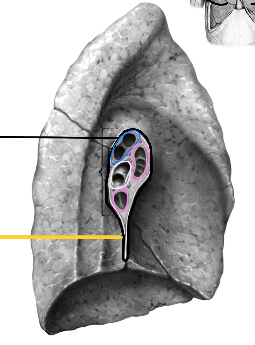 <p>What structure is identified by the yellow line?</p>