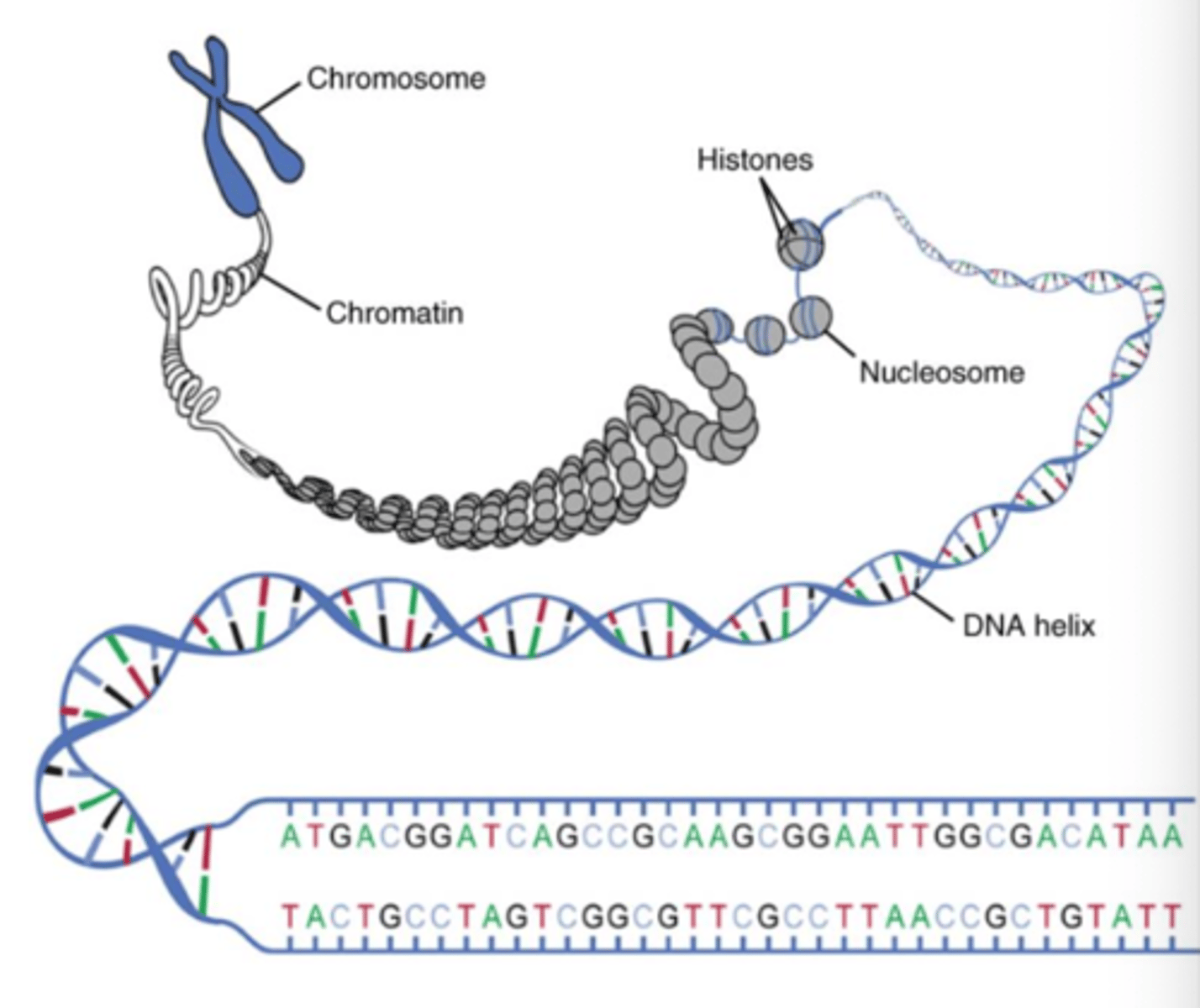 <p>A complex containing DNA and proteins (histones) that appears as a diffuse mass in non-dividing cells.</p>