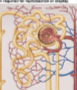 <p>Blood vessels that surround the proximal convoluted tubule</p>