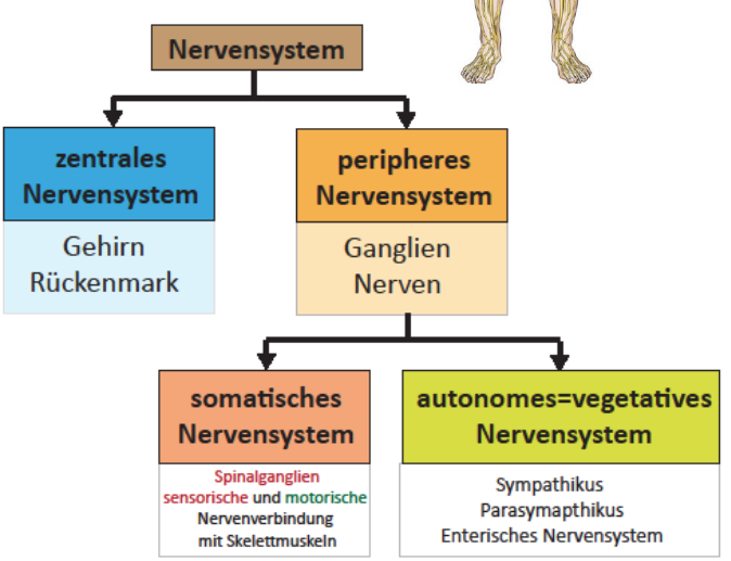 Somatisches NS:
- «willkürliches» Nervensystem
- stimulierender Effekt
- Efferenzen (motorisch): Kontrolle der quergestreiften Skelettmuskulatur,
- direkte Verbindung ZNS > Muskel
- Afferenzen (sensorische): bewusste Sinneswahrnehmung

Autonomes NS:
- «automatische», unbewusste Steuerung von Organsystemen
- stimulierender oder inhibierender Effekt
- Efferenzen: Kontrolle von glatter Muskulatur, Drüsen
- Verschaltung ZNS > sympathisches/parasympathisches Ganglion > Effektor Organ
- Afferenzen: Information von Organen, Blutzusammensetzung, Verdauungsvorgänge

Viele Nerven enthalten somatische und autonome Fasern! Manche Organfunktionen (z.B. Atmung) können sowohl vom somatischen als auch vom autonomen System gesteuert werden!