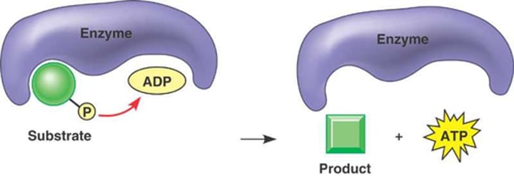 <p>the enzyme-mediated direct transfer of phosphate from another molecule (the substrate) to ADP</p>