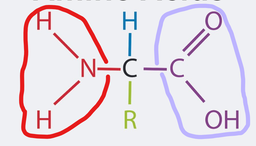 <ul><li><p>There is NH<sub>2</sub>, which is the amine group. The COOH is the carboxylic group.</p></li><li><p>Primary Structure: sequence of amino acids</p></li><li><p>Secondary structure: The [C=O]<sup>-</sup> and [N-H]<sup>+</sup> causes attraction between each other, known as hydrogen bonding. This causes the molecule to fold into an alpha helix or a beta pleated sheet.</p></li><li><p>Tertiary structure: Responsible for the 3D structure of the protein. The forces between R-groups (ionic, disulfide and hydrogen bonding) causes molecule to bend</p></li><li><p>Quaternary structure: More than one polypeptide bonded together with the same R-groups</p></li></ul><p></p>