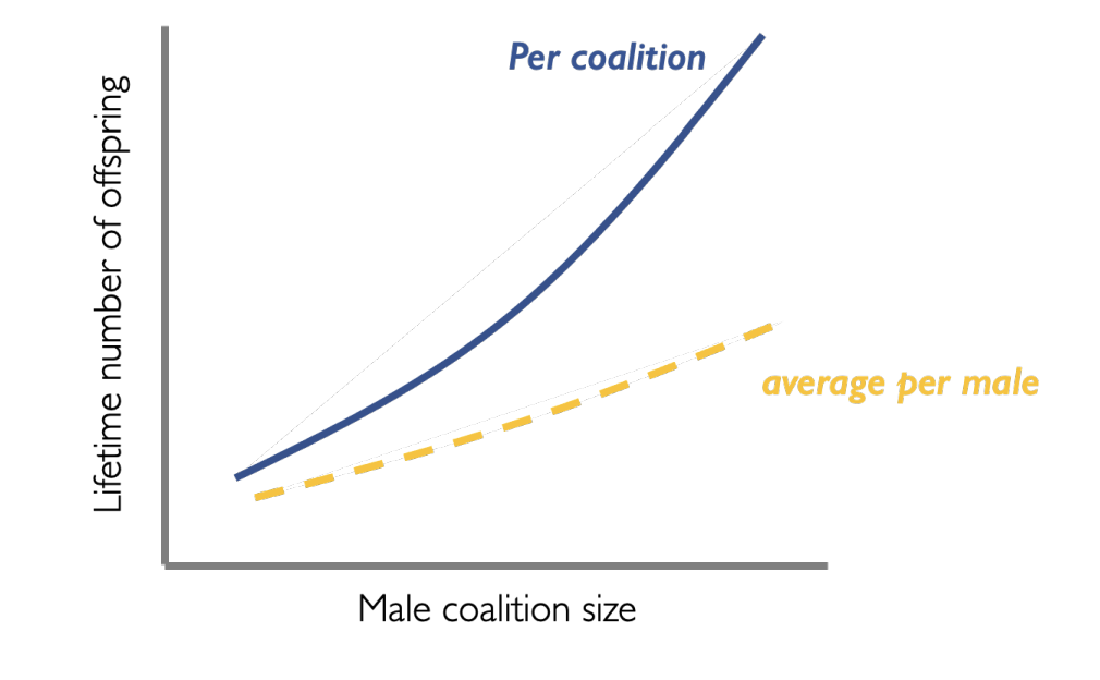 <p>Reproductive success per coalition increases</p><p><strong>and</strong></p><p>so does <strong>average</strong> success per male</p>