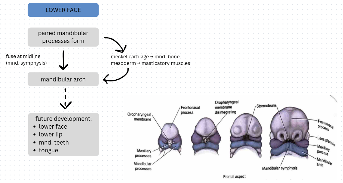 <p>paired mandibular processes → mnd arch</p><ul><li><p>mandible bone</p></li><li><p>masticatory muscles</p></li><li><p>future development: lower face, lower lip, mnd teeth, tongue</p></li></ul><p></p>