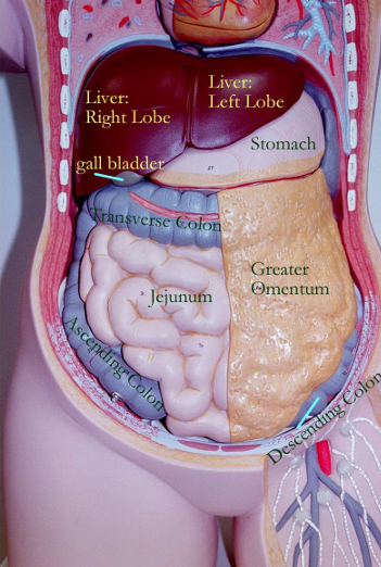 <p>Transverse colon + small intestine</p>