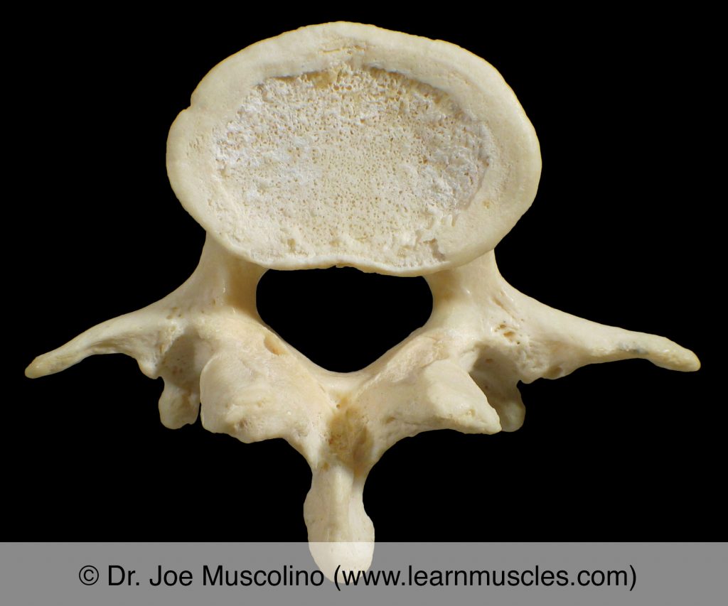 <p>(pelvis, bottom of spine)</p>