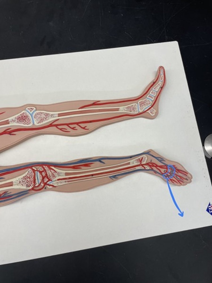 <p>drains blood from digital veins and vessels on the superior surface of the foot</p>