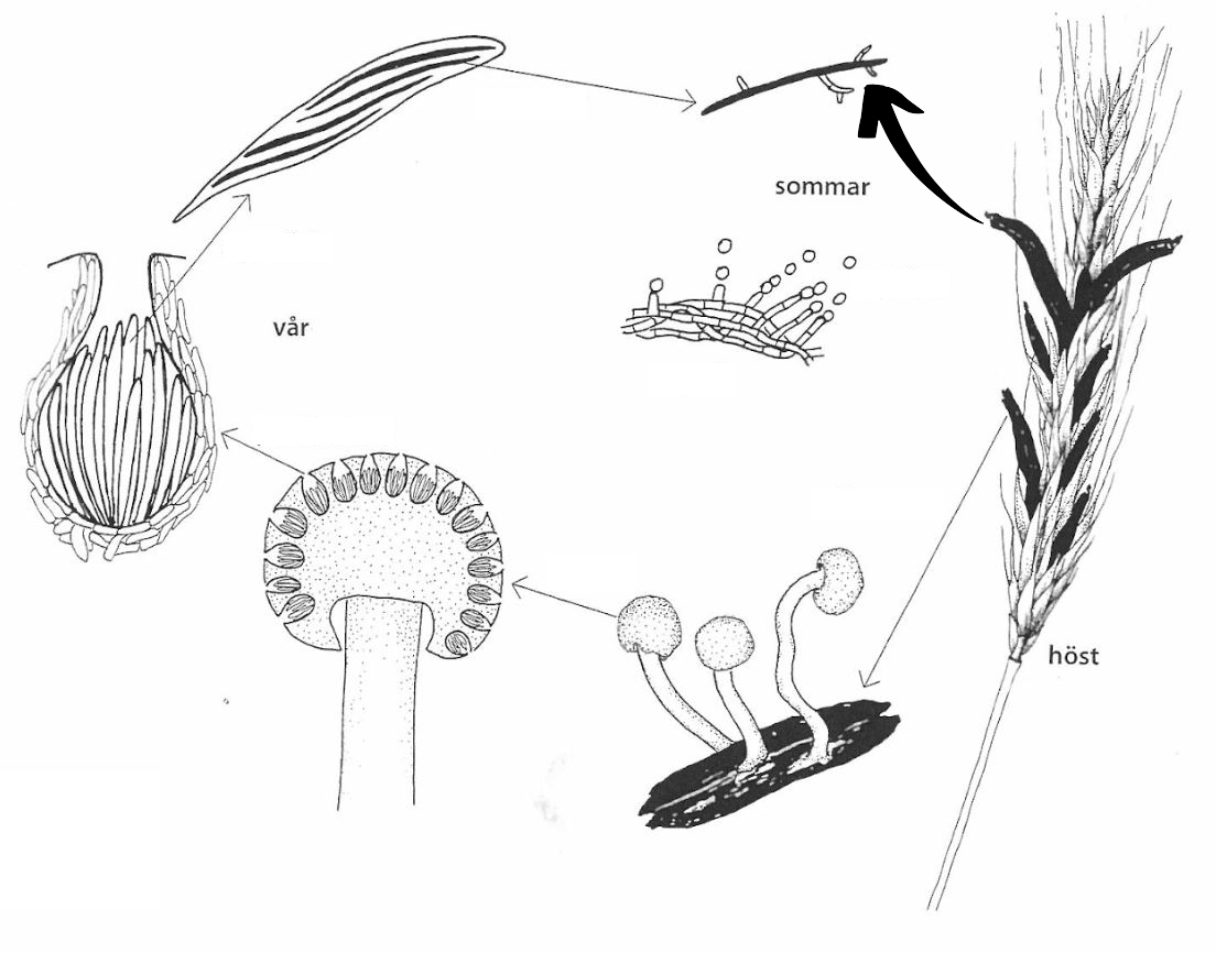 <p>Claviceps purpurea: Vad indikerar pilen på för struktur?</p>