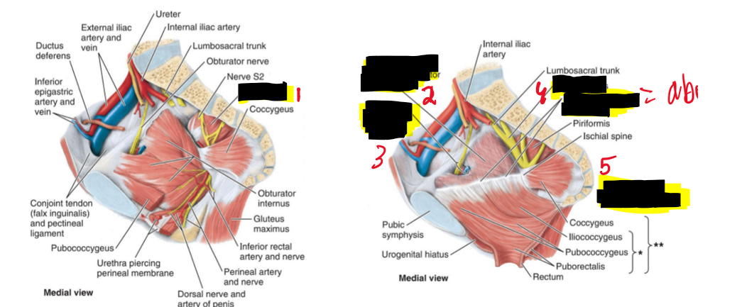 <p>Name the structure.</p>