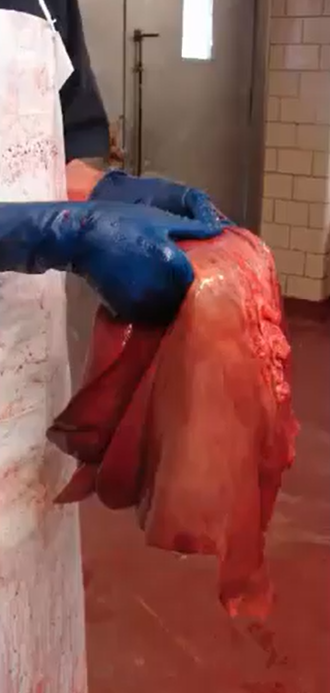 <p>Massive hepatocellular necrosis. </p><p>Equine parvovirus </p>