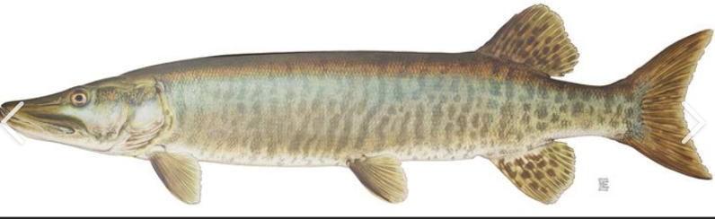 <p>What fish is this and how do you know</p>