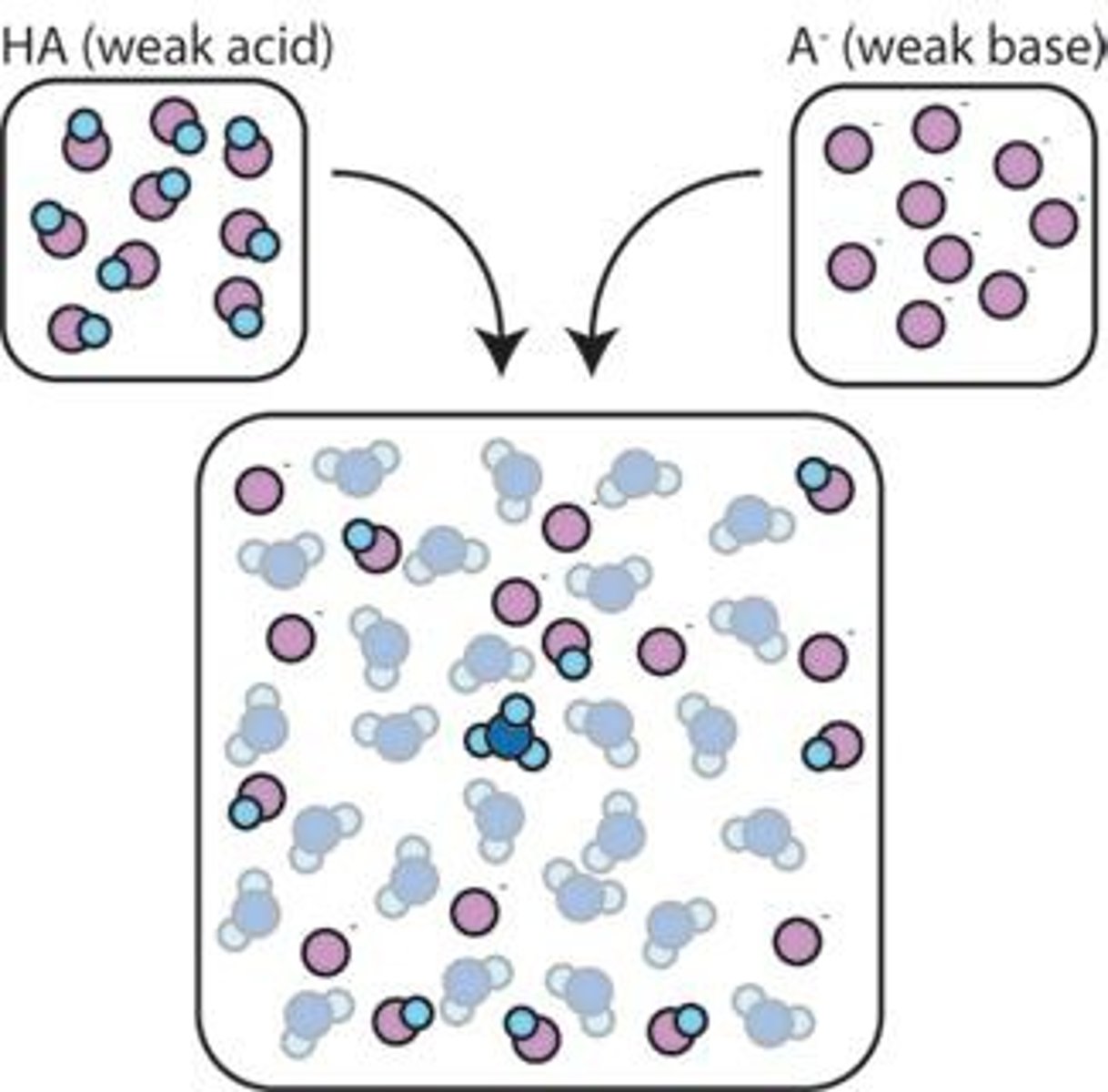 <p>A solution that resists changes in pH when an acid or base is added, helping to maintain a stable pH in biological systems.</p>