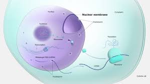 <p>Responsible for giving a cell shape and keeping orgqnelles in place.</p>