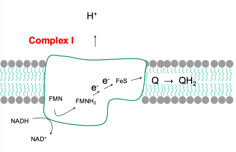 <p><strong>It is NADH dehydrogenase, </strong><span style="color: green;"><strong>through which NADH-derived electrons enter the chain.</strong></span></p><ul><li><p>Contains<strong> FMN flavoprotein and Fe-S proteins</strong></p></li><li><p><strong>NADH is oxidized</strong>, <strong>e- are transferred to ubiquinone, and 4 H+ are pumped into the intermembrane space.</strong></p></li></ul><p></p>