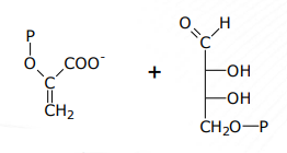 <p>[SHIKIMIC ACID PATHWAY] What is the Step 1 in Shikimic Acid Pathway</p>