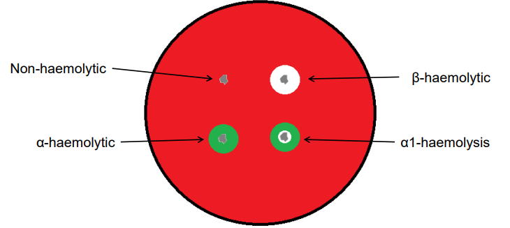 <p>The breakdown of red blood cells, which can be observed when bacteria produce enzymes that lyse red blood cells in agar media</p><ul><li><p>Alpha-haemolysis (α-haemolysis)</p><ul><li><p>Partial breakdown of red blood cells, creating a green or brown discoloration around the colony</p></li><li><p>Fx.: <em>Streptococcus pneumoniae</em></p></li></ul></li><li><p>Beta-haemolysis (β-haemolysis)</p><ul><li><p>Complete breakdown of red blood cells, leading to a clear zone around the colony due to the full lysis of the cells</p></li><li><p>Fx.: <em>Streptococcus pyogenes</em></p></li></ul></li></ul><p>green - partial distraction<br>Beta - complete distraction</p>