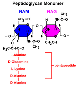 <p><mark data-color="red">Peptidoglycan</mark></p><p>Can you label, describe and explain what this diagram is/shows?</p>