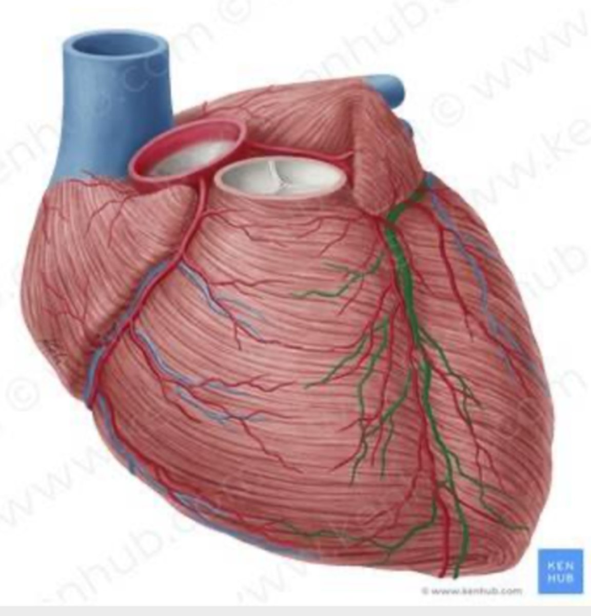 <p>drainage: venules van harttop en randen van hart</p><p>voert af naar coronaire sinus</p>