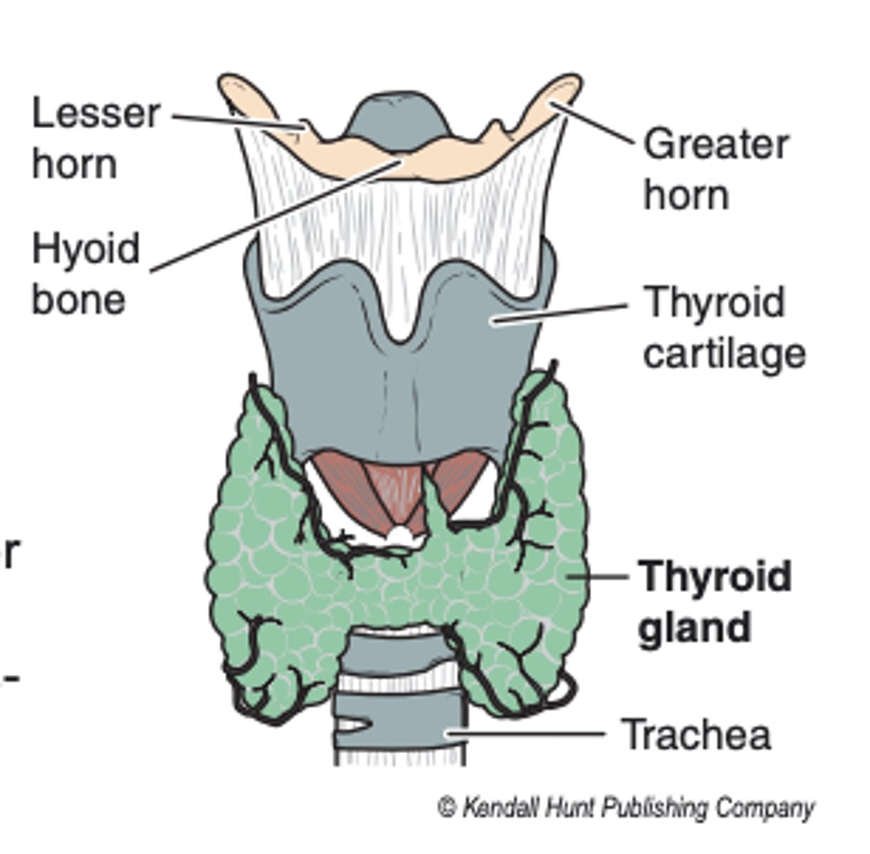 <p>endocrine gland just below the larynx, on either side of the trachea</p>