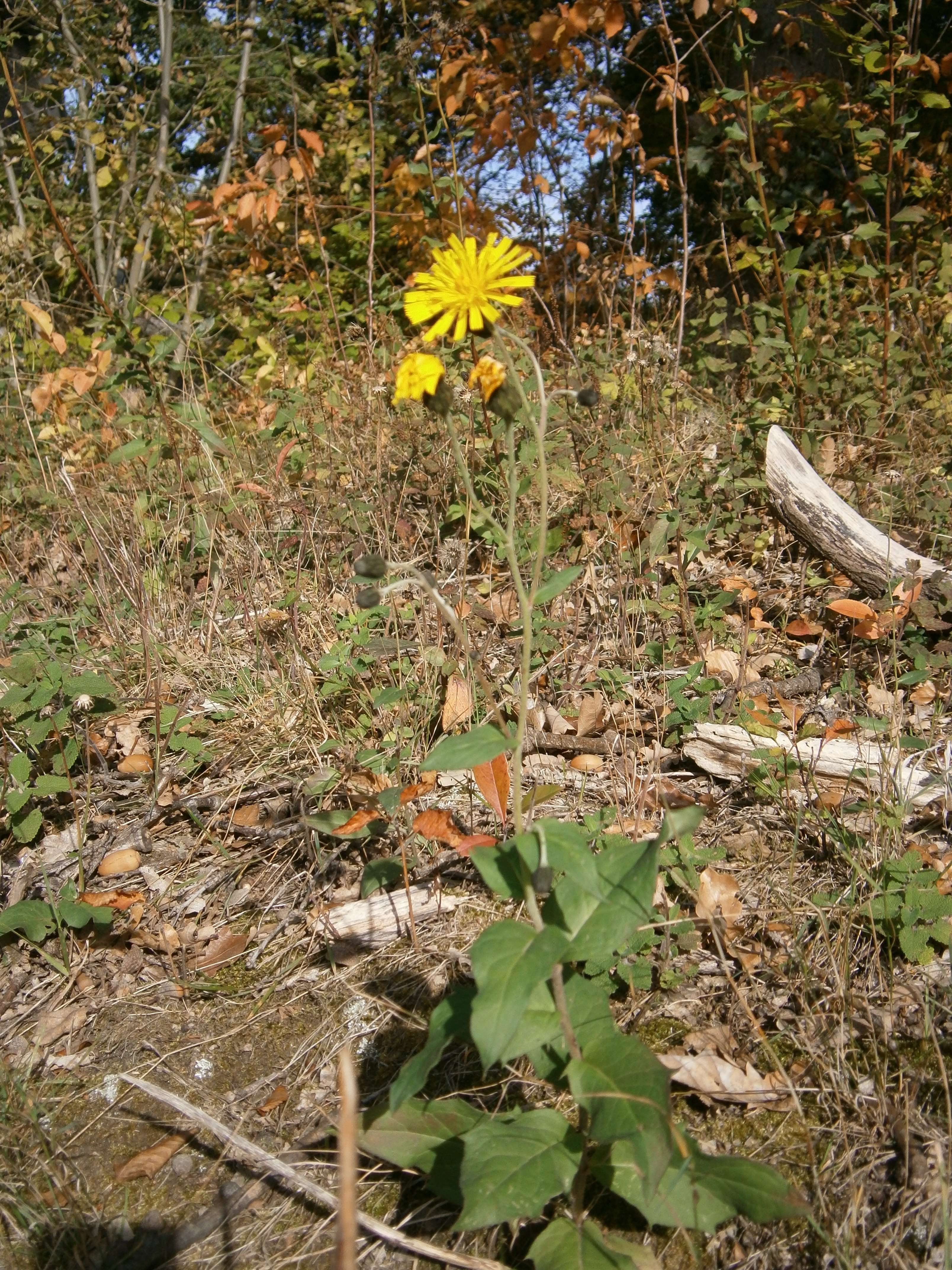 <p>Hieracium sabaudum - <strong>Asteraceae</strong></p>