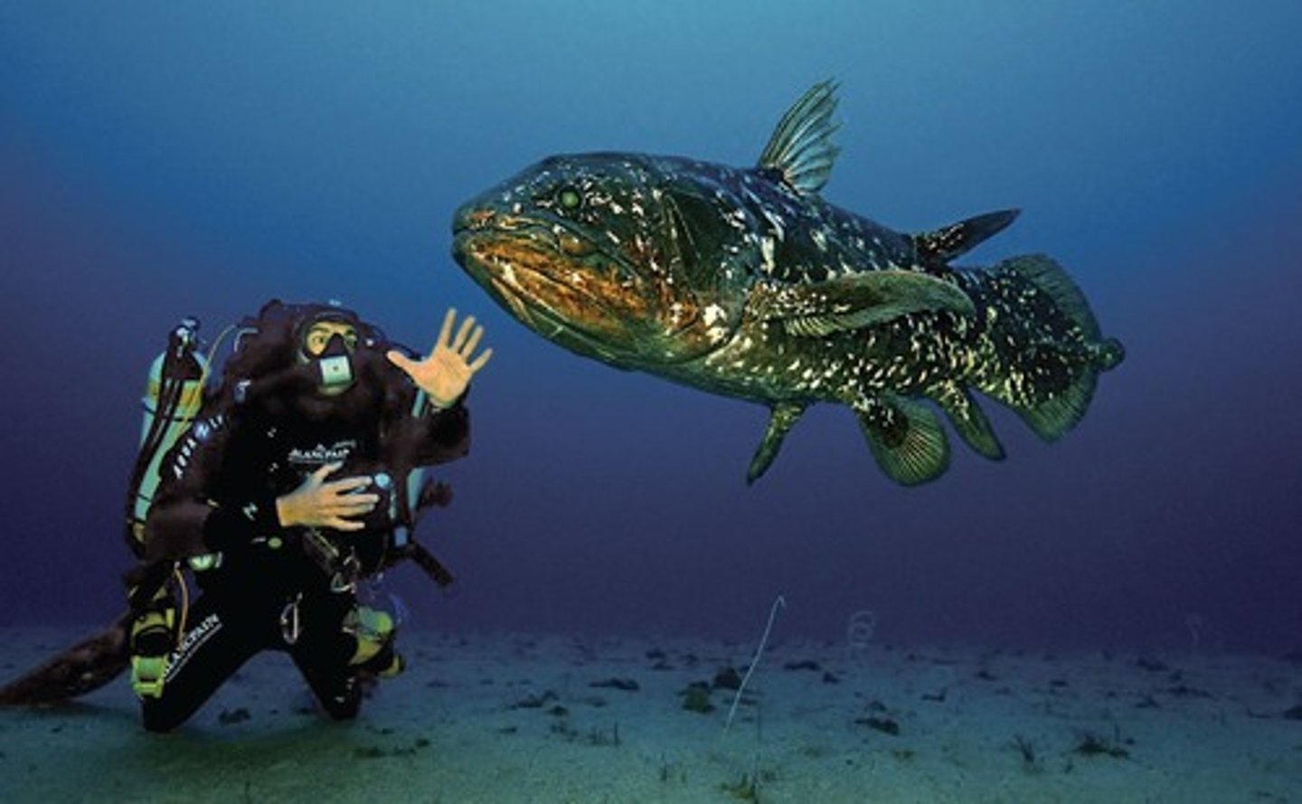 <p>The coelacanth, thought to be extinct for 65 million years, was discovered alive in the Indian Ocean.</p>