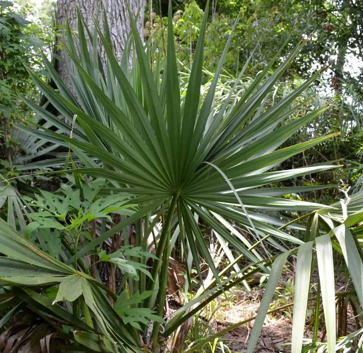 Family: Arecaceae

SN: Sabal minor