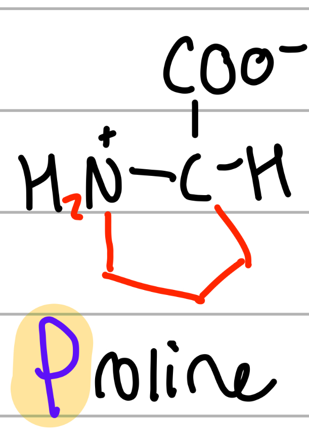 <p>cyclo NH2CH2CH2CH2;</p><p>P<strong> </strong>= P shaped cause cyclo;</p><p>np, Hphobic, aliphatic</p>
