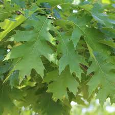 <p><span>Large deciduous tree with broad green leaves that turn red in fall and round acorns. Used as a shade tree and for timber.</span></p>