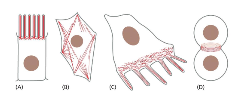<p>Hvilke aktinbaserede strukturer ses i celler, og hvad bruges de til?</p>