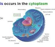 <p>Cytoplasm </p>